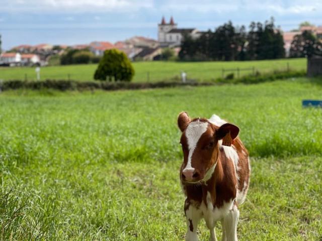 Quinta do Avô Dimas - Rural Home - São Brás Porto Formoso Exterior foto
